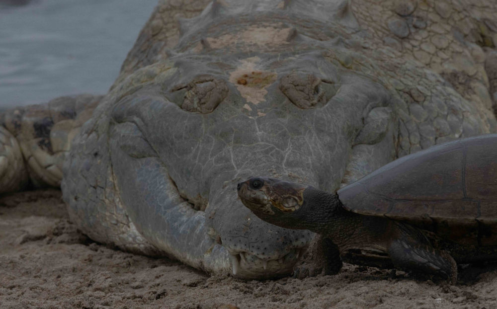Orinoco Crocodile. Photo: D. Ascanio.